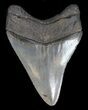 Serrated, Megalodon Tooth - South Carolina #35968-2